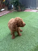 Coco, a female Poodle - Standard  for sale in Lake Elsinore, CA – 4 of 10