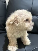Bella, a female Poodle - Miniature  for sale in Lake Elsinore, CA – 5 of 10