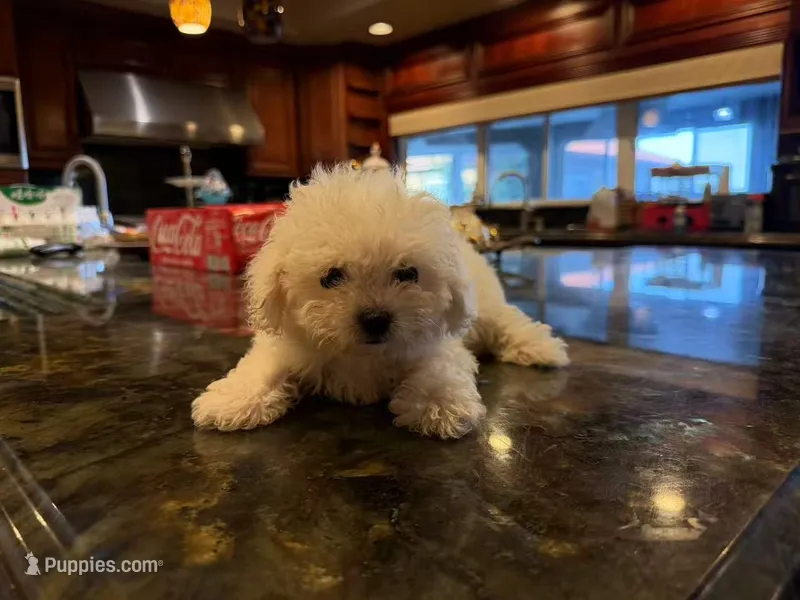 Simba – Bichon Frise puppy for sale in Lake Elsinore, CA