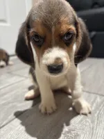 Toby, a male Beagle for sale in Lake Elsinore, CA – 1 of 10