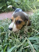 Lola, a female Beagle for sale in Lake Elsinore, CA – 7 of 10