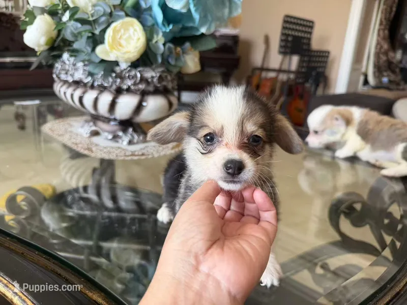 Dunn – Pembroke Welsh Corgi puppy for sale in Lake Elsinore, CA