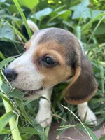 Molly, a female Beagle for sale in Lake Elsinore, CA – 1 of 9