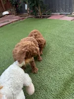 Coco, a female Poodle - Standard  for sale in Lake Elsinore, CA – 2 of 10