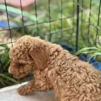 Eden, a female Poodle - Standard  for sale in Lake Elsinore, CA – Photo 6 of 7