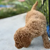 Eden, a female Poodle - Standard  for sale in Lake Elsinore, CA – Photo 4 of 7