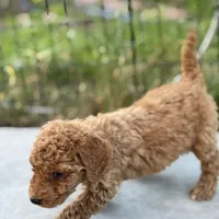 Eden, a female Poodle - Standard  for sale in Lake Elsinore, CA – Photo 2 of 7