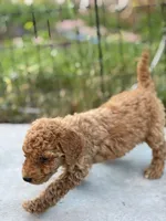 processed/de49bf1c-7a2c-478e-b40e-fb28dd7b54e4/listing/eb51962b-c37c-49b3-87c0-62a7902cba84/67541d2c-86db-40e4-bdad-b84cb61be550