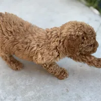 Eden, a female Poodle - Standard  for sale in Lake Elsinore, CA – Photo 5 of 7