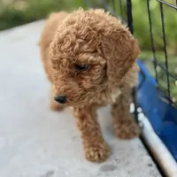 Eden, a female Poodle - Standard  for sale in Lake Elsinore, CA – Photo 1 of 7