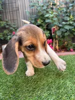 Zoey, a female Beagle for sale in Lake Elsinore, CA – 4 of 8