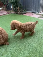 Coco, a female Poodle - Standard  for sale in Lake Elsinore, CA – 9 of 10