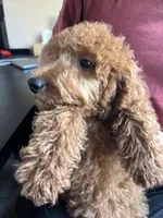 Cooper, a male Poodle - Standard  for sale in Lake Elsinore, CA – 3 of 10