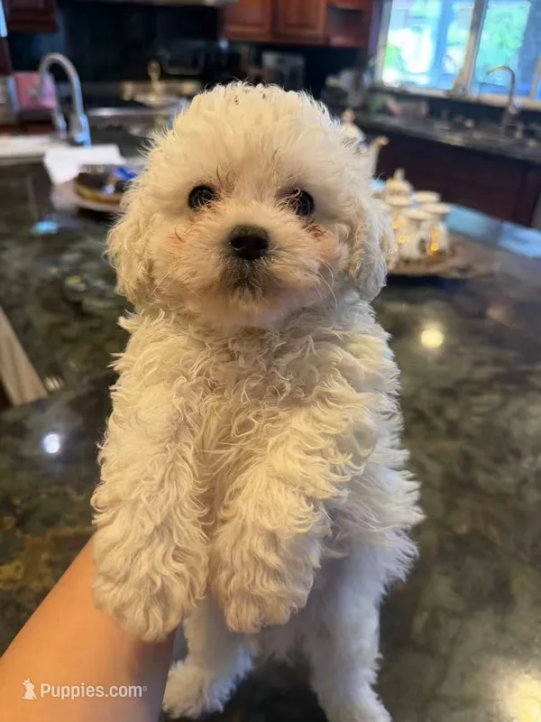 Charlie – Bichon Frise puppy for sale in Lake Elsinore, CA