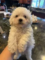 Charlie, a male Bichon Frise for sale in Lake Elsinore, CA – 1 of 5