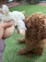 Coco, a female Poodle - Standard  for sale in Lake Elsinore, CA – 8 of 10