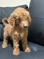 Daisy, a female Poodle - Standard  for sale in Lake Elsinore, CA – 8 of 10