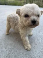 Bella, a female Poodle - Miniature  for sale in Lake Elsinore, CA – Photo 5 of 9