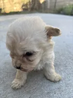 Bella, a female Poodle - Miniature  for sale in Lake Elsinore, CA – Photo 9 of 9