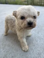 Bella, a female Poodle - Miniature  for sale in Lake Elsinore, CA – Photo 2 of 9