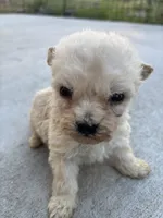 Bella, a female Poodle - Miniature  for sale in Lake Elsinore, CA – Photo 7 of 9