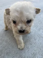 Bella, a female Poodle - Miniature  for sale in Lake Elsinore, CA – Photo 6 of 9