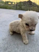 Bella, a female Poodle - Miniature  for sale in Lake Elsinore, CA – Photo 4 of 9