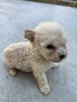 Bella, a female Poodle - Miniature  for sale in Lake Elsinore, CA – Photo 3 of 9