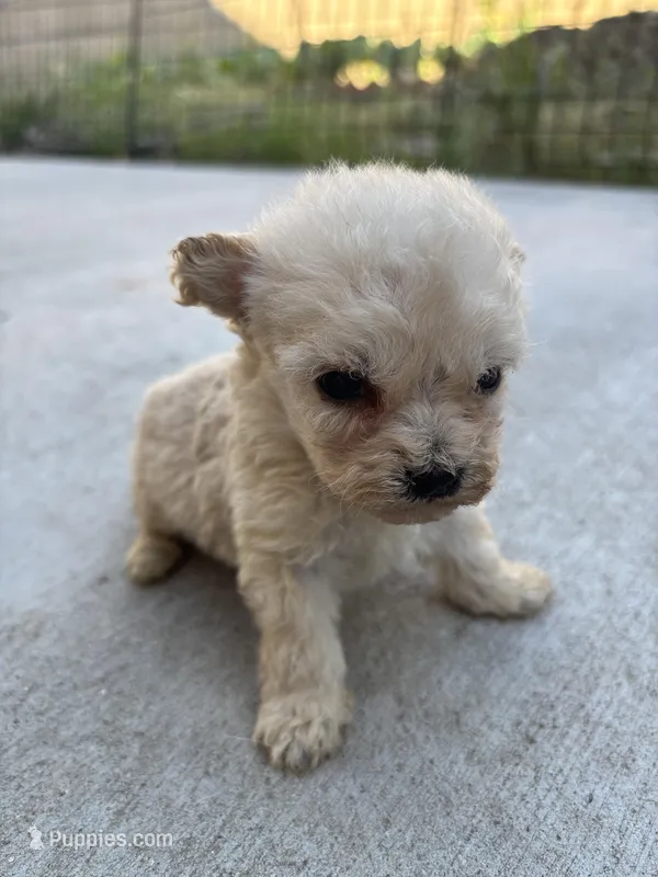 Bella, a female Poodle - Miniature  for sale in Lake Elsinore, CA – Photo 1 of 9