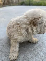 Bella, a female Poodle - Miniature  for sale in Lake Elsinore, CA – Photo 8 of 9