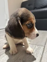 Toby, a male Beagle for sale in Lake Elsinore, CA – 2 of 10