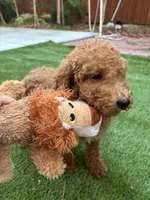 Honey, a female Poodle - Standard  for sale in Lake Elsinore, CA – 3 of 9