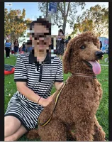 Bella, a female Poodle - Standard  for sale in Lake Elsinore, CA – 10 of 10