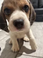 Snoopy, a male Beagle for sale in Lake Elsinore, CA – 7 of 10