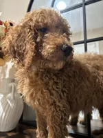 Simba, a male Poodle - Standard  for sale in Lake Elsinore, CA – 7 of 10