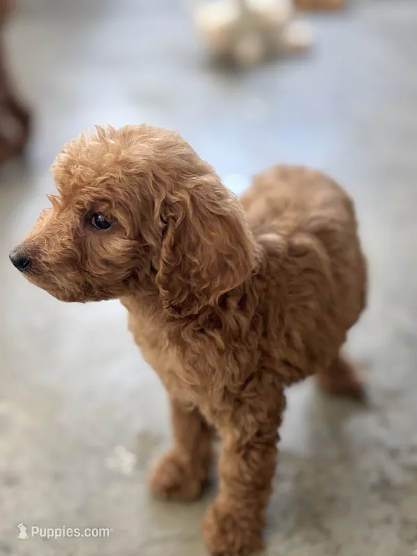 Coco – Poodle - Standard  puppy for sale in Lake Elsinore, CA