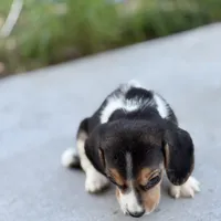 Duke, a male Beagle for sale in Lake Elsinore, CA – Photo 7 of 10