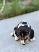 Duke, a male Beagle for sale in Lake Elsinore, CA – Photo 7 of 10