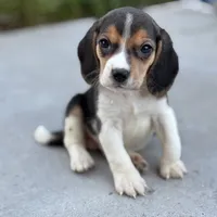 Duke, a male Beagle for sale in Lake Elsinore, CA – Photo 3 of 10