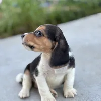 Duke, a male Beagle for sale in Lake Elsinore, CA – Photo 6 of 10