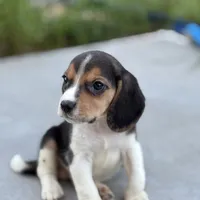 Duke, a male Beagle for sale in Lake Elsinore, CA – Photo 4 of 10