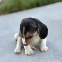 Duke, a male Beagle for sale in Lake Elsinore, CA – Photo 10 of 10