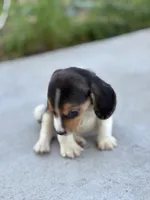 Duke, a male Beagle for sale in Lake Elsinore, CA – Photo 10 of 10
