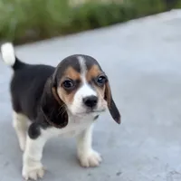 Duke, a male Beagle for sale in Lake Elsinore, CA – Photo 8 of 10