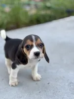 Duke, a male Beagle for sale in Lake Elsinore, CA – Photo 8 of 10