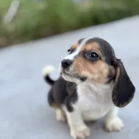 Duke, a male Beagle for sale in Lake Elsinore, CA – Photo 9 of 10