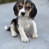 Duke, a male Beagle for sale in Lake Elsinore, CA – Photo 1 of 10
