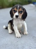Duke, a male Beagle for sale in Lake Elsinore, CA – Photo 1 of 10