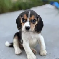 Duke, a male Beagle for sale in Lake Elsinore, CA – Photo 2 of 10