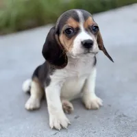 Duke, a male Beagle for sale in Lake Elsinore, CA – Photo 5 of 10